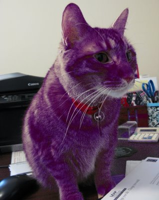 dyed cat fur
